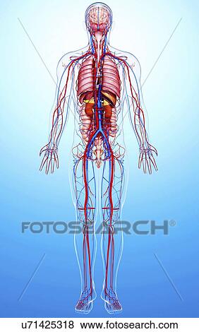 Male anatomy, artwork View Large Illustration Stock Illustration - Male anatomy, artwork. Fotosearch