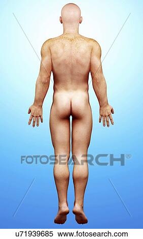 Male anatomy, artwork View Large Illustration Stock Illustration - Male anatomy, artwork. Fotosearch