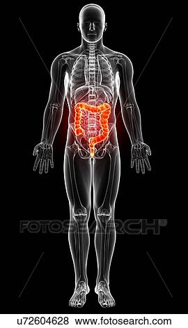 Stock Illustration - Male anatomy, artwork. Fotosearch