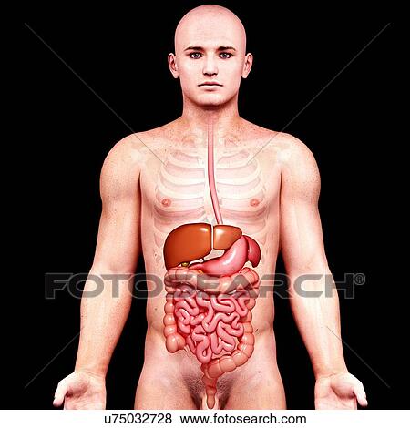 Stock Illustration - Male anatomy, artwork. Fotosearch