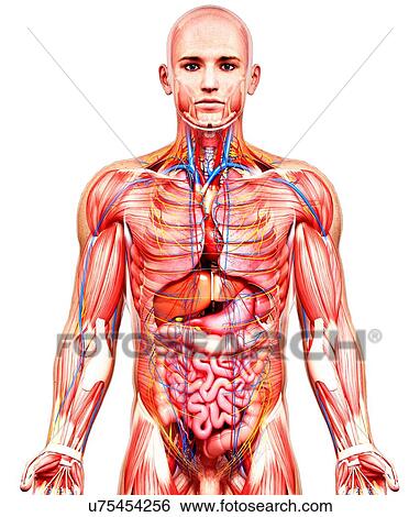 Stock Illustration - Male anatomy, artwork. Fotosearch