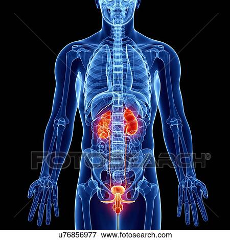 Stock Illustration - Male anatomy, artwork. Fotosearch