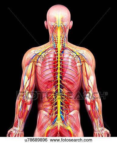 Stock Illustration - Male anatomy, artwork. Fotosearch