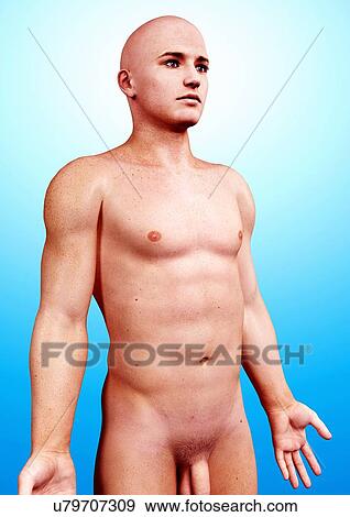 Male anatomy, artwork View Large Illustration Stock Illustration - Male anatomy, artwork. Fotosearch