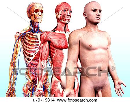 Stock Illustration - Male anatomy, artwork. Fotosearch