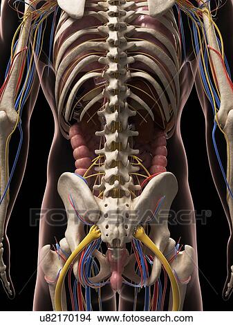 Stock Illustration - Male anatomy, artwork. Fotosearch