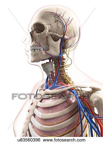 Stock Illustration - Male anatomy, artwork. Fotosearch