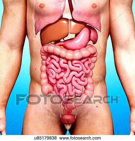 Stock Illustration - Male anatomy, artwork. Fotosearch