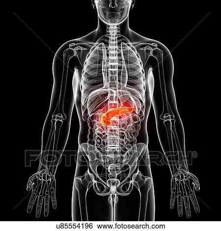 Stock Illustration - Male anatomy, artwork. Fotosearch