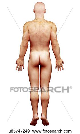 Male anatomy, artwork View Large Illustration Stock Illustration - Male anatomy, artwork. Fotosearch
