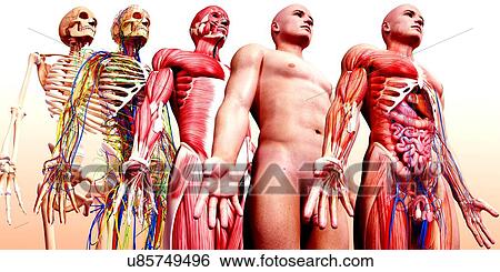 Stock Illustration - Male anatomy, artwork. Fotosearch