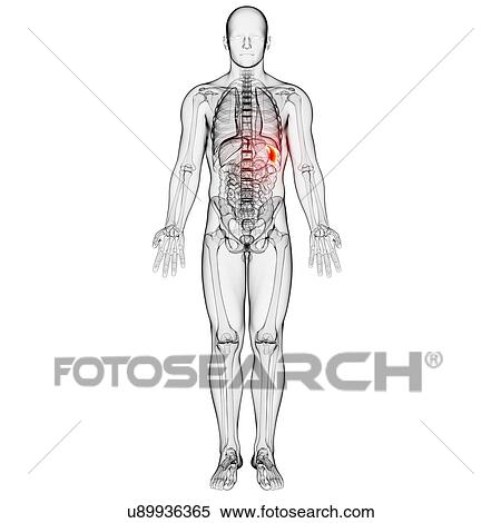 Stock Illustration - Male anatomy, artwork. Fotosearch