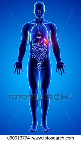 Stock Illustration - Male anatomy, artwork. Fotosearch