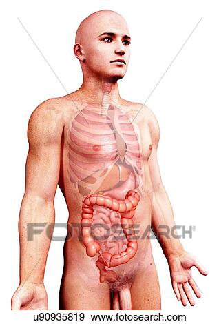 Stock Illustration - Male anatomy, artwork. Fotosearch