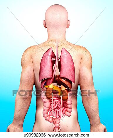 Male anatomy, artwork View Large Illustration Stock Illustration - Male anatomy, artwork. Fotosearch