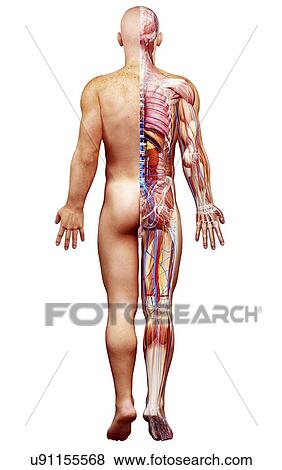 Stock Illustration - Male anatomy, artwork. Fotosearch