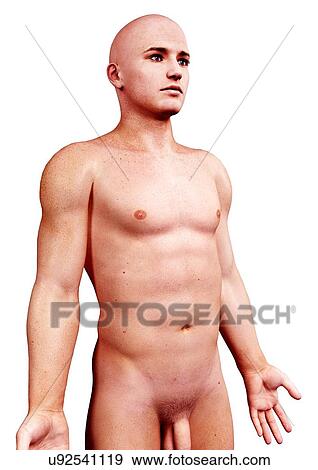 Male anatomy, artwork View Large Illustration Stock Illustration - Male anatomy, artwork. Fotosearch