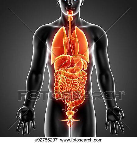 Male anatomy, artwork View Large Illustration Stock Illustration - Male anatomy, artwork. Fotosearch