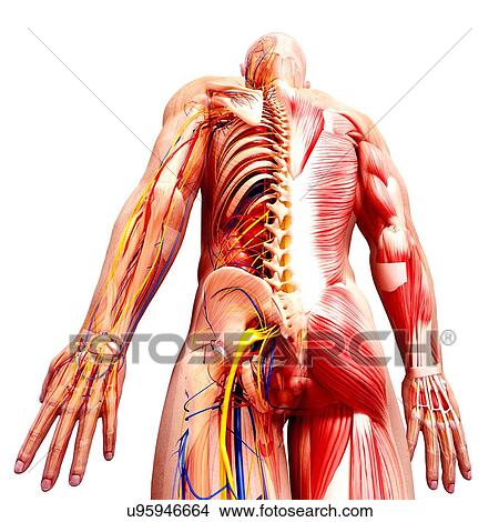 Male anatomy, artwork View Large Illustration Stock Illustration - Male anatomy, artwork. Fotosearch