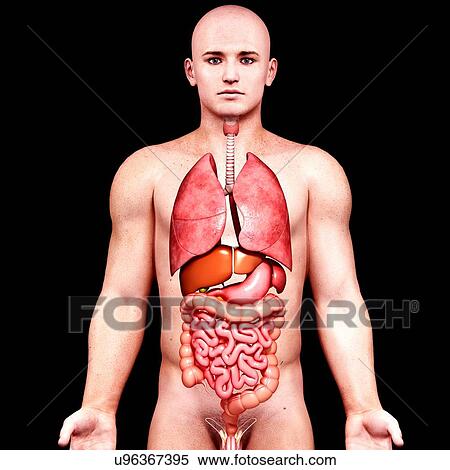 Male anatomy, artwork View Large Illustration Stock Illustration - Male anatomy, artwork. Fotosearch
