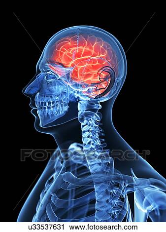 Male brain, artwork View Large Illustration Clip Art - Male brain, artwork. Fotosearch