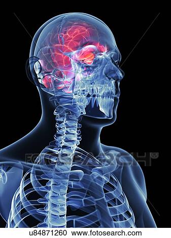 Male brain, artwork View Large Illustration Clipart - Male brain, artwork. Fotosearch