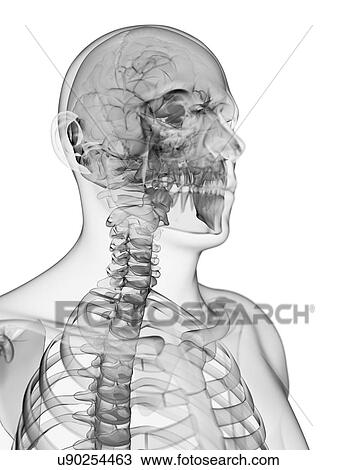 Drawing - Male brain, artwork. Fotosearch