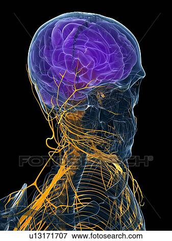 Male brain, artwork View Large Illustration Stock Illustration - Male brain, artwork. Fotosearch
