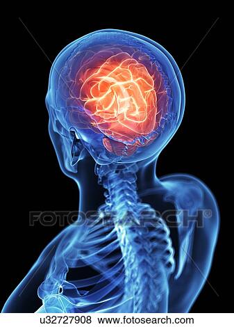Male brain, artwork View Large Illustration Stock Illustration - Male brain, artwork. Fotosearch
