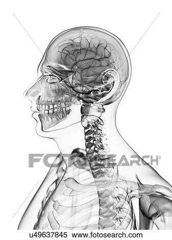 Male brain, artwork View Large Illustration Stock Illustration - Male brain, artwork. Fotosearch