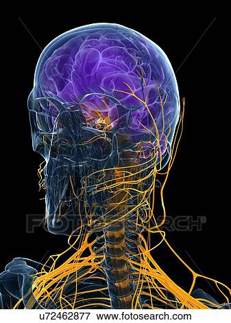 Stock Illustration - Male brain, artwork. Fotosearch