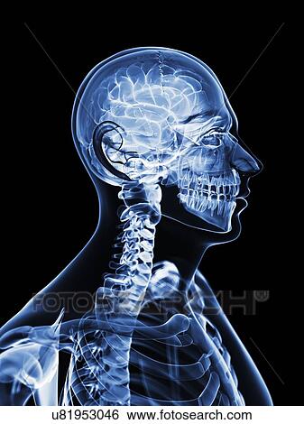 Stock Illustration - Male brain, artwork. Fotosearch
