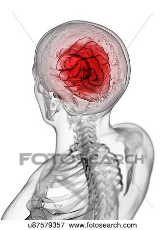 Stock Illustration - Male brain, artwork. Fotosearch