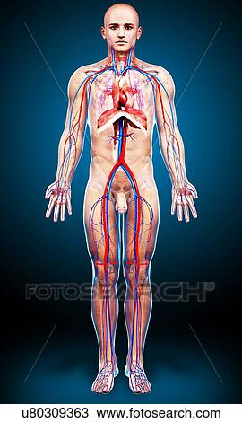 Drawing - Male cardiovascular system, artwork. Fotosearch