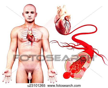 Male cardiovascular system, artwork View Large Illustration Stock Illustration - Male cardiovascular system, artwork. Fotosearch
