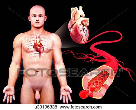 Male cardiovascular system, artwork View Large Illustration Stock Illustration - Male cardiovascular system, artwork. Fotosearch