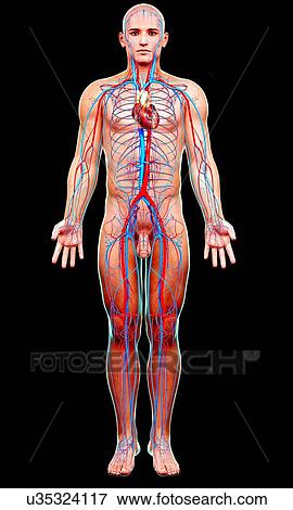Stock Illustration - Male cardiovascular system, artwork. Fotosearch