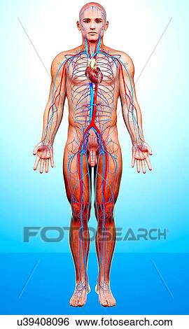 Male cardiovascular system, artwork View Large Illustration Stock Illustration - Male cardiovascular system, artwork. Fotosearch