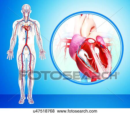Stock Illustration - Male cardiovascular system, artwork. Fotosearch