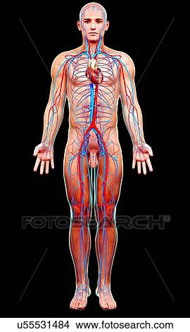 Stock Illustration - Male cardiovascular system, artwork. Fotosearch