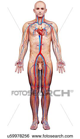 Male cardiovascular system, artwork View Large Illustration Stock Illustration - Male cardiovascular system, artwork. Fotosearch