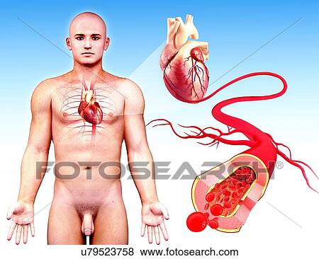 Stock Illustration - Male cardiovascular system, artwork. Fotosearch