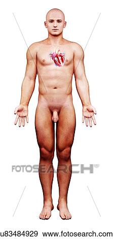 Male cardiovascular system, artwork View Large Illustration Stock Illustration - Male cardiovascular system, artwork. Fotosearch