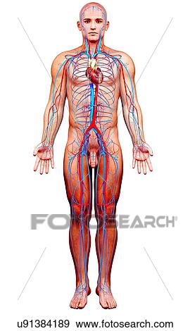 Stock Illustration - Male cardiovascular system, artwork. Fotosearch