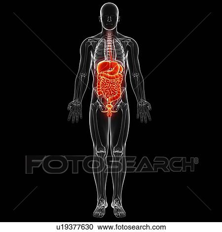 Clipart - Male digestive system, artwork. Fotosearch