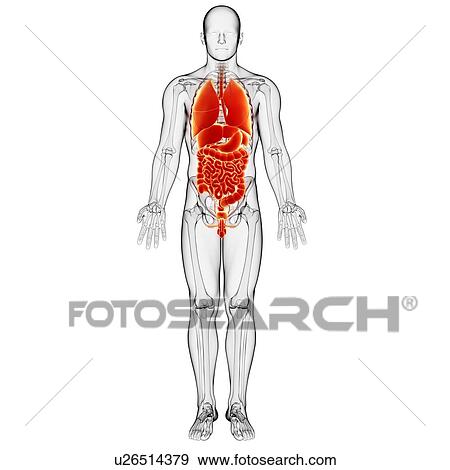 Stock Illustration - Male digestive system, artwork. Fotosearch