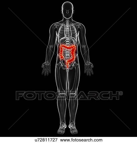 Male digestive system, artwork View Large Illustration Stock Illustration - Male digestive system, artwork. Fotosearch