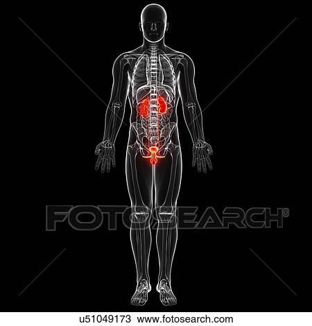 Male genitourinary system, artwork View Large Illustration Drawing - Male genitourinary system, artwork. Fotosearch