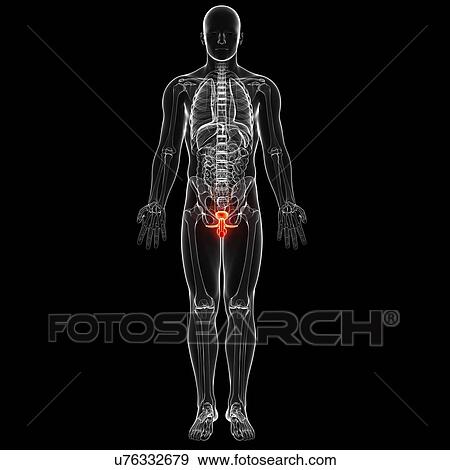 Male genitourinary system, artwork View Large Illustration Stock Illustration - Male genitourinary system, artwork. Fotosearch