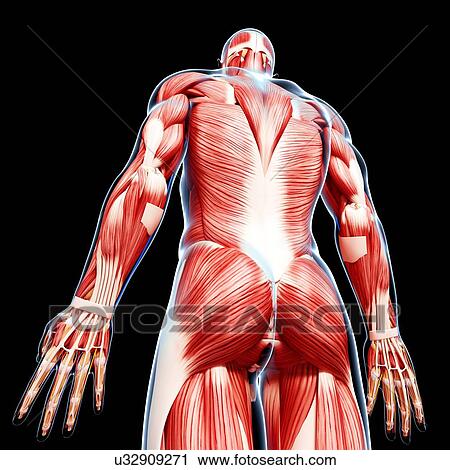 Male musculature, artwork View Large Illustration Clip Art - Male musculature, artwork. Fotosearch